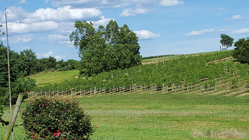 Vineyard «North Mountain Vineyard and Winery», reviews and photos, 4374 Swartz Rd, Maurertown, VA 22644, USA