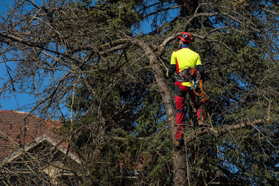 ÉLAGAGE ET ABATTAGE élagueur entretien espaces verts taille arbres haies 09 Ariège Saverdun Pamiers Foix Saint-Jean-du-Falga à Bonnac