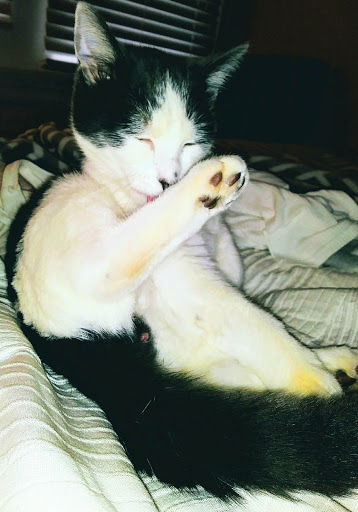 Pet Store «Pet Valu», reviews and photos, 1301 W Skippack Pike, Blue Bell, PA 19422, USA