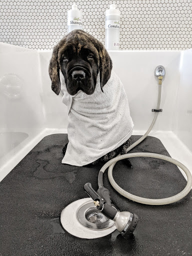 Pet Groomer «Bubbly Paws Dog Wash & Grooming», reviews and photos, 949 Grand Ave, St Paul, MN 55105, USA