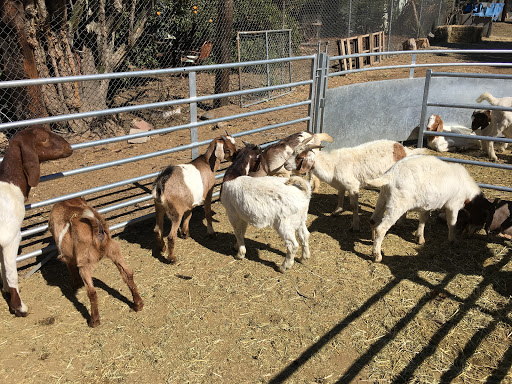 Zabeeha Farms Slaughterhouse