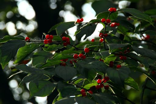 Recreation Center «Antioch Community Center», reviews and photos, 5023 Blue Hole Rd, Antioch, TN 37013, USA