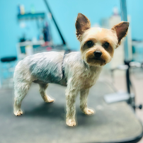 Ruff2Glam Grooming Salon & Boutique - Photo 8 - Car repair in League City, TX, League City