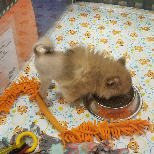 Pet Store «Charm City Puppies», reviews and photos, 8205 Snowden River Pkwy, Columbia, MD 21045, USA
