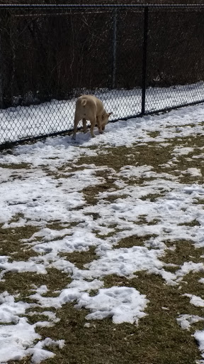 Park «Maple Hill Dog Park», reviews and photos, 390 County Rd 78, Middletown, NY 10940, USA