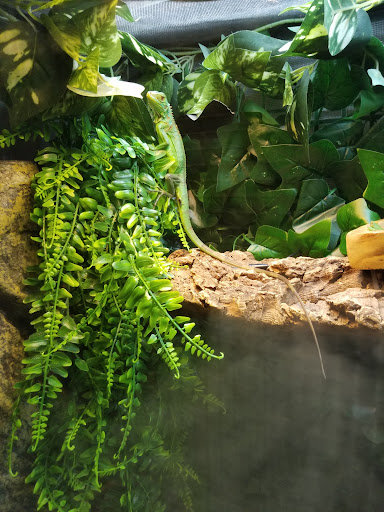 Pet Store «Everything Pets», reviews and photos, 1506 Altamont Ave, Schenectady, NY 12303, USA