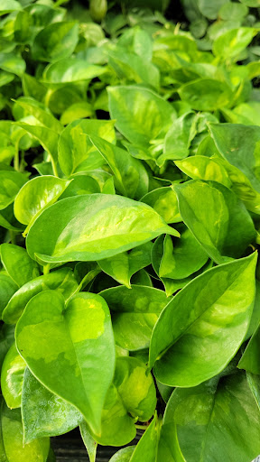 Garden Center «Flowerland», reviews and photos, 4321 28th St SE, Kentwood, MI 49508, USA