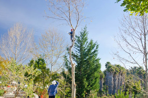 Tree Barber Enterprises, Inc