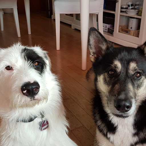 Tierarztpraxis Dr. Hampe-Pompetzki unter Reichertsheim, 