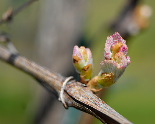 Winery «Stone Barn Cellars Winery», reviews and photos, 3050 Pottstown Pike, Spring City, PA 19475, USA