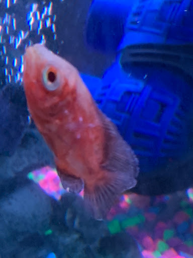 Pet Store «Southside Pet Shop», reviews and photos, 7031 Southside Dr, Louisville, KY 40214, USA