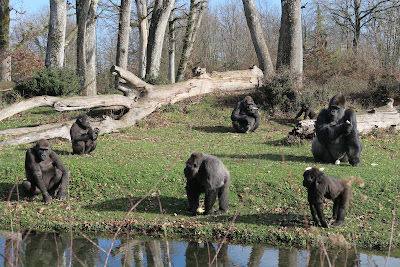 La Case des Chimpanzés à Romagne