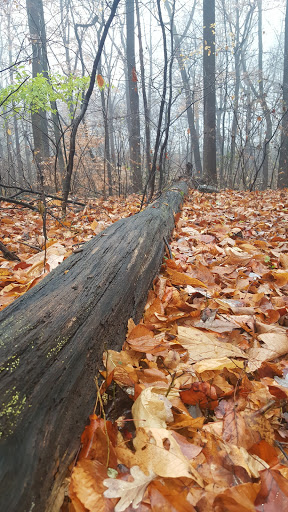 State Park «Alapocas Run State Park», reviews and photos, 1914 W Park Dr, Wilmington, DE 19803, USA