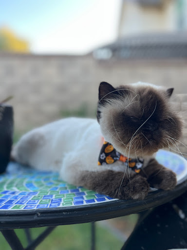 On The Spaw Pet Grooming Salon image