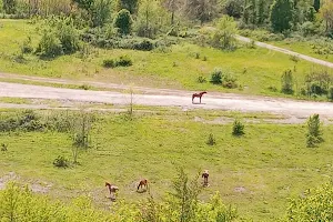 Southfork Elk view image