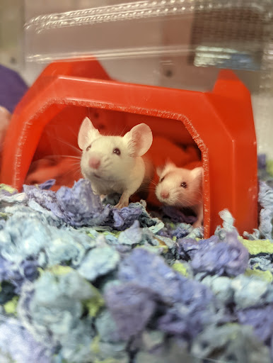 Pet Supply Store «Petco Animal Supplies», reviews and photos, 3012 Bridgepointe Pkwy, San Mateo, CA 94404, USA