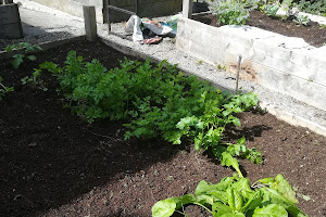 University of Galway Organic Garden