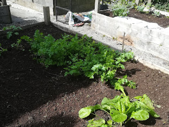 University of Galway Organic Garden