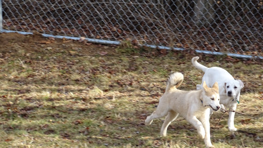 Dog Trainer «Awesome Dawgs Dog Training LLC», reviews and photos, 3052 Pricetown Rd, Temple, PA 19560, USA