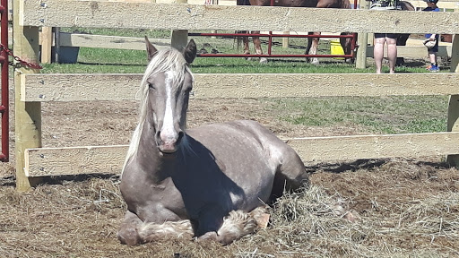Horse breeder Edmonton