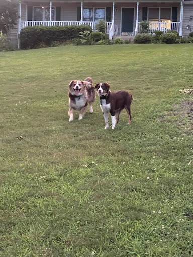 Animal Medical Center Of Warrenton image