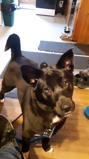 Pet Supply Store «Petco Animal Supplies», reviews and photos, 168 Ames Dr, Barre, VT 05641, USA