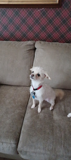 Pet Supply Store «Petco Animal Supplies», reviews and photos, 4450 Commercial St SE #150, Salem, OR 97301, USA