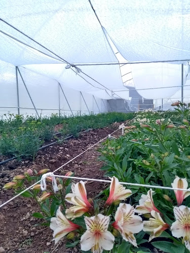 Vivero De Rosas "Rousen " - Huancan