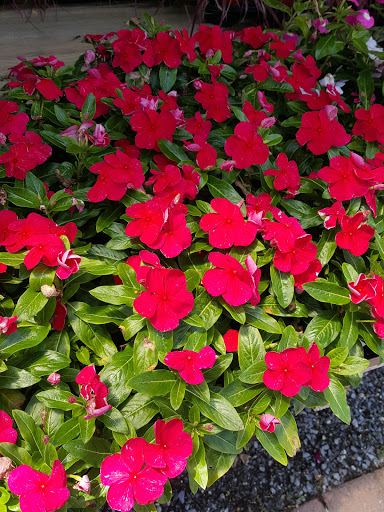 Florist «Country Greenery», reviews and photos, 1518 U.S. 9, Cape May Court House, NJ 08210, USA