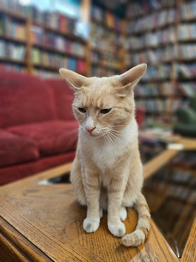 The Iliad Bookshop image