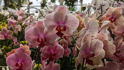 Orchid Grower «Orchid Dynasty», reviews and photos, 959 900 S, Salt Lake City, UT 84105, USA