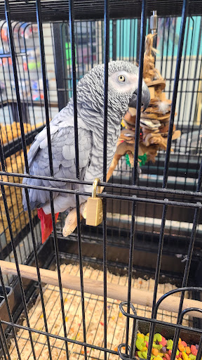 Pet Store «Parrots Of The World Aquarium and Pet Center», reviews and photos, 316 Sunrise Hwy #1, Rockville Centre, NY 11570, USA