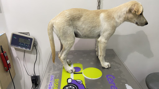 Hospital Veteralia Movet en Mollet del Vallès