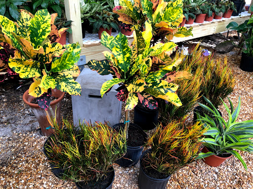 Stores to buy outdoor plants Tampa