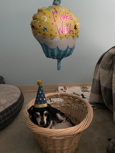 Non-Profit Organization «Heartland Humane Society», reviews and photos, 398 SW Twin Oaks Cir, Corvallis, OR 97333, USA