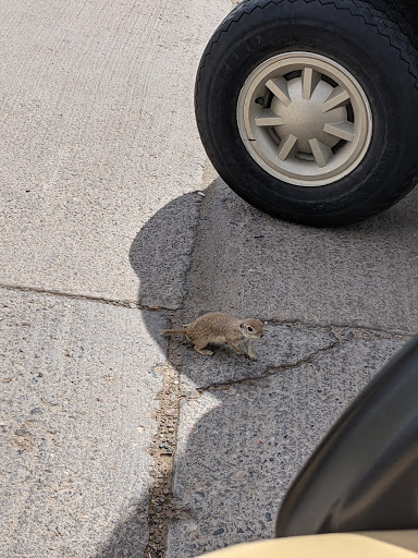 Golf Club «Coyote Lakes Golf Club», reviews and photos, 18800 N Coyote Lakes Pkwy, Surprise, AZ 85374, USA