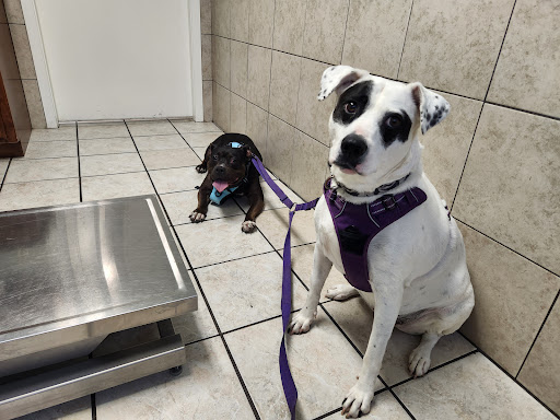 Guidry Animal Hospital image