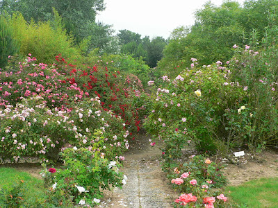 La Roseraie de Vendée à Saint-Révérend