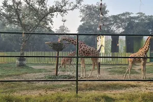 Giraffe Cage image