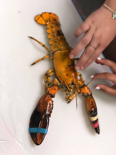 Aquarium «Explore the Ocean World, llc Oceanarium», reviews and photos, 367 Ocean Blvd, Hampton, NH 03842, USA