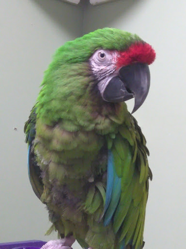 Pet Store «Off The Hook Exotics Pet Shop», reviews and photos, 926 5th Ave, Coraopolis, PA 15108, USA