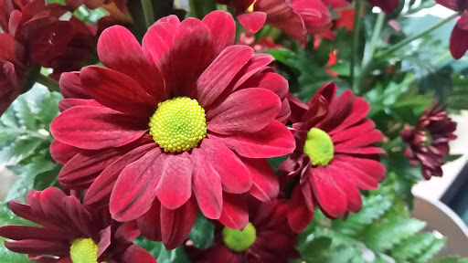 Florist «Neilsen Florists», reviews and photos, 309 S Cloverdale St C7, Seattle, WA 98108, USA