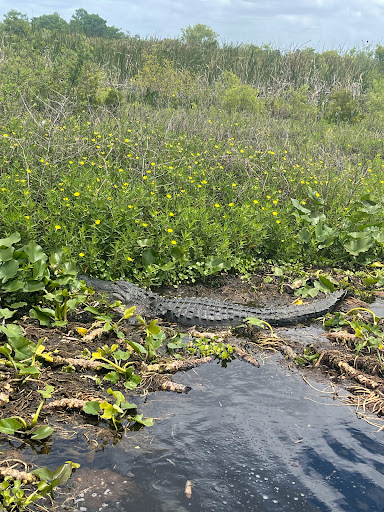 Boat Tour Agency «Alligators Unlimited Airboat Tours», reviews and photos, 14400 Reese Dr, Lake Wales, FL 33898, USA