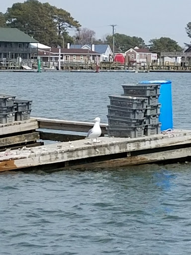 National Park «Assateague Island National Seashore», reviews and photos, 7206 National Seashore Ln, Berlin, MD 21811, USA
