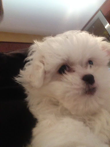 Pet Supply Store «Croton Pet Station», reviews and photos, 420 S Riverside Ave, Croton-On-Hudson, NY 10520, USA