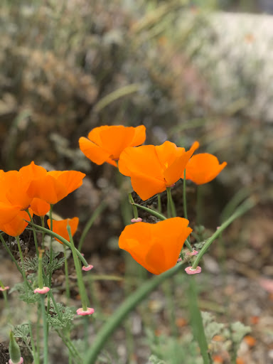 Waterwise Community Center & Chino Basin Water Conservation District image