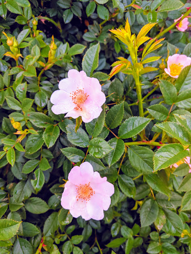 Public Golf Course «Old Mill Golf Course», reviews and photos, 6080 Wasatch Blvd, Holladay, UT 84121, USA