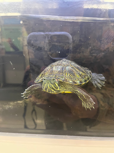 Pet Supply Store «Petco Animal Supplies», reviews and photos, 5994 Montana Ave, El Paso, TX 79925, USA