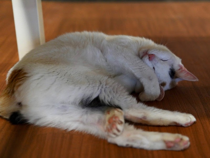 猫カフェ ミーシス 神奈川県横浜市中区長者町 カフェ グルコミ