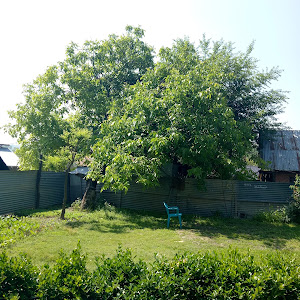 Abu Bakar Masjid photo